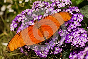 Orange Julia Butterfly photo