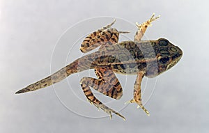 Dorsal view of a pickerel frog tadpole