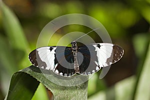 Sapho Longwing