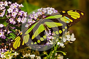 Scarce Bamboo Page Butterfly photo