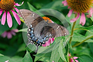 Dorsal view of a Spicebush Swallowtail butterfly, Papilio troilus, feeding on an Echinacea flower