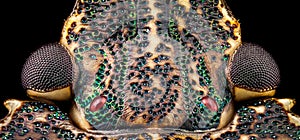Dorsal view of a Stink Bug head