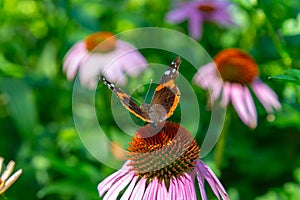 Dorsal view of Vanessa Atalanta Red Admiral butterfly in a field of Echinacea Coneflowers