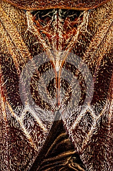 Dorsal view of a Western Conifer Seed Bug head