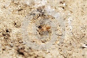 Dorsal of violin spider, Loxosceles reclusa