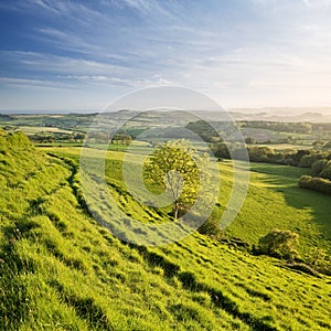 Dorset Landscape