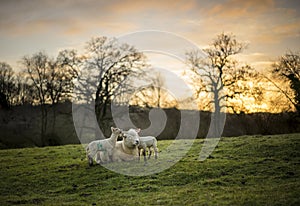 Dorset Sheep Cross with Lambs. Spring, Cotswolds. UK