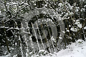 Dorset under snow. A tree lined country road.