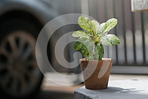 Dorstenia foetida variegata photo