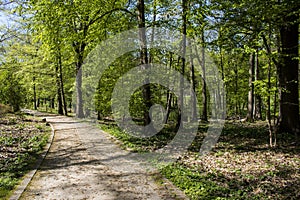 Path trough Romberg Park in BrÃÂ¼nninghausen that is part of the European Garden Heritage Network