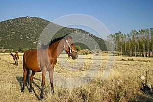The doru horse left to graze on the plateau in Turkey