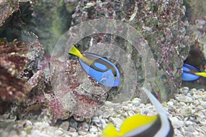 Dory (fish)