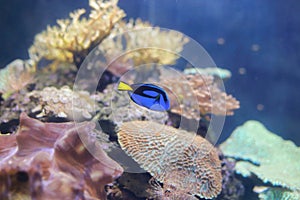 Dory (fish) photo