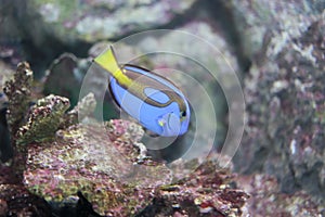 Dory (fish) photo