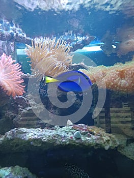 Dory the fish from finding nemo