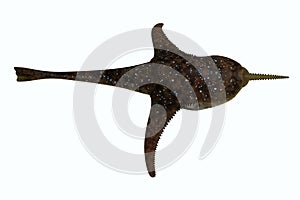 Doryaspis Fish Profile