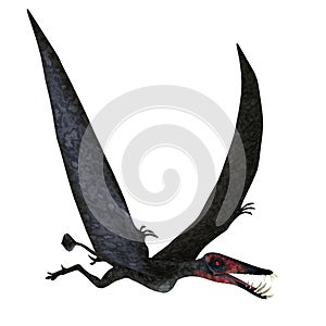 Jurassic Period Dorygnathus Pterosaur in Flight photo