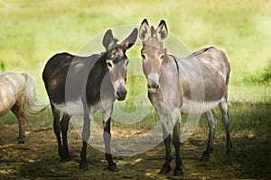Dos donkeys photo