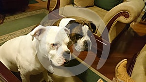 Dos perros boxer entretenidos en sala