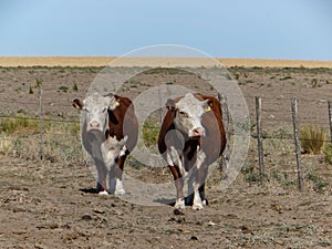 Dos vacas preÃÂ±adas en campo PatagÃÂ³nico photo