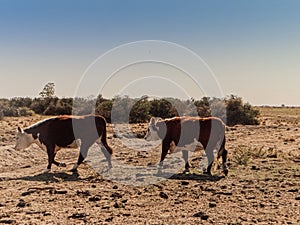 Dos vacas preÃÂ±adas en campo PatagÃÂ³nico photo