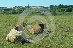 Dos vacas tumbadas en un prado photo