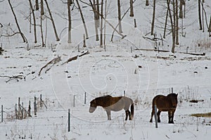 Dosanko horses in a snowy landscape