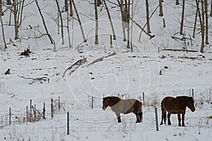 Dosanko horses in a snowy landscape