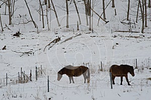 Dosanko horses in a snowy landscape