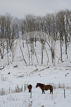 Dosanko horses in a snowy landscape