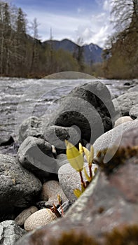 Dosewallips River Trail