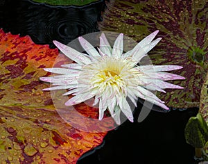 Dot Leaf Water Lily on a Rainy Day