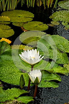 Dot Leaf Water Lily on a Rainy Day