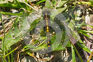 Dot-tailed Whiteface Dragonfly - Leucorrhinia intacta