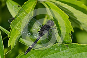 Dot-tailed Whiteface Dragonfly - Leucorrhinia intacta