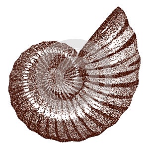Doted Ammonite Shell