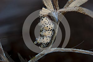 Doto bella Nudibranch with eggs