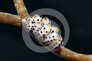 Doto bella Nudibranch