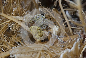 Doto ussi Nudibranch