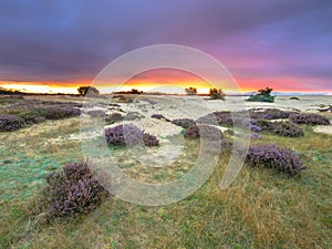 Dots of Heath Hoge Veluwe National Park Holland