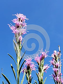 Dotted blazering star flowers against a blue sky
