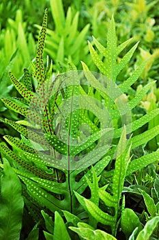 Dotted fern plant (Maile-Scented)