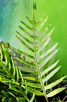 Dotted fern plant, Maile-Scented,Plant green leaf quaint pattern photo
