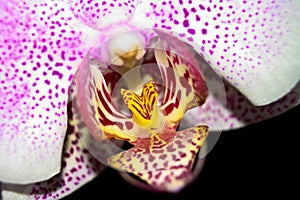 Dotted Fuschia Orchid Close up