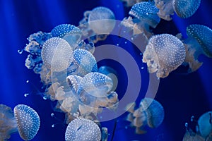 Dotted jellyfishes in blue water