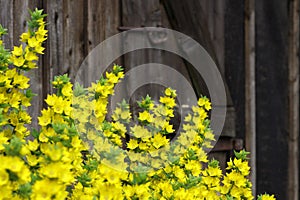 Dotted loosestrife Lysimachia punctata