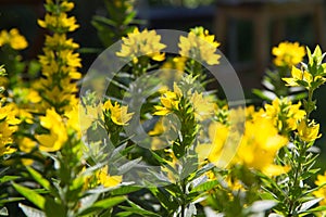 The Dotted loosestrife plant