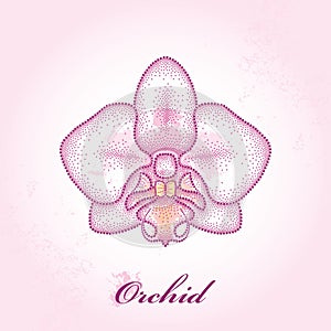 Dotted moth Orchid or Phalaenopsis on the pink textured background with blots in pastel colors.