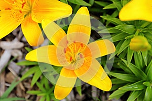 Dotted Orange Lilies