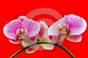 Dotted pink phalaenopsis blume orchids with bright red background